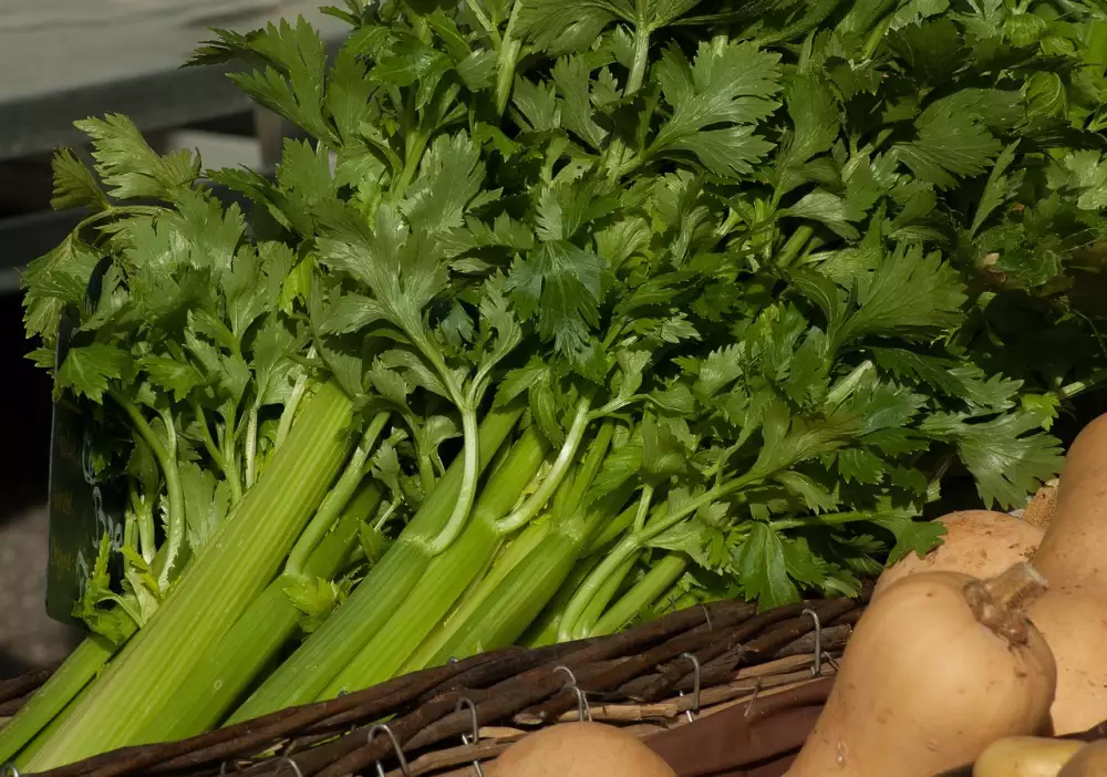 Recepty Řapíkatý Celer