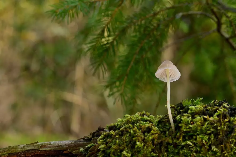 Vepřové Na Houbách Pohlreich